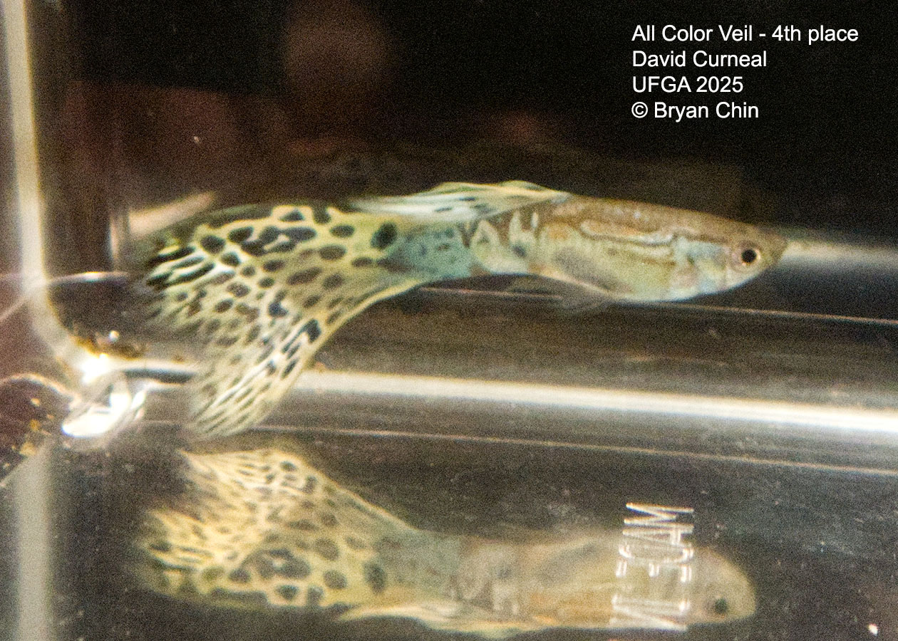 Guppy Veil bicolo